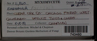 Badhamia foliicola image